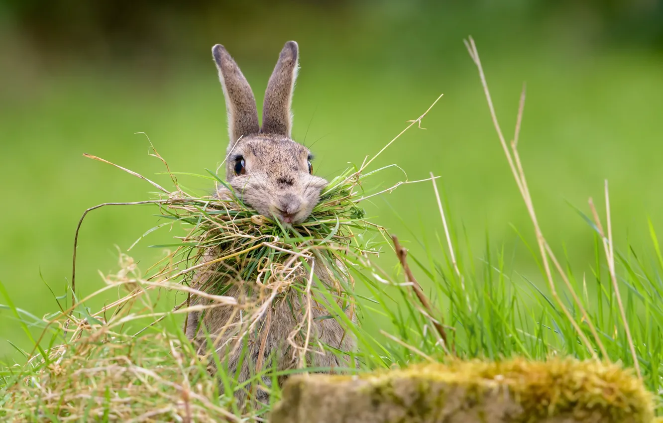 Фото обои трава, кролик, Nesting Rabbit