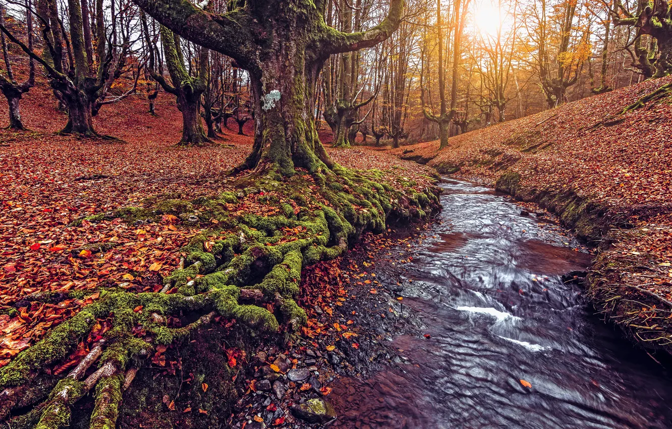 Фото обои осень, лес, листья, солнце, свет, деревья, ветки, корни