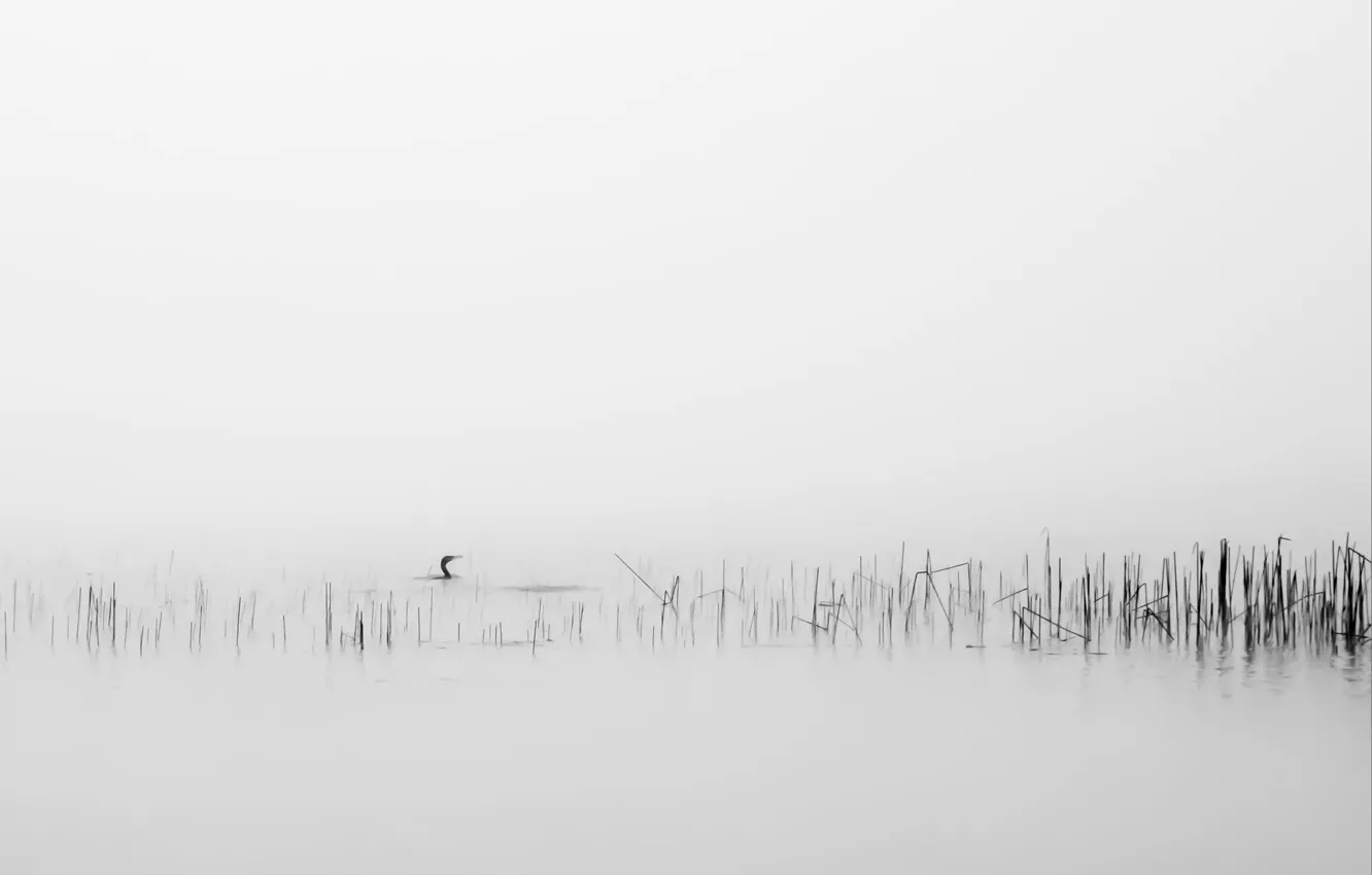 Фото обои туман, фон, птица, камыш