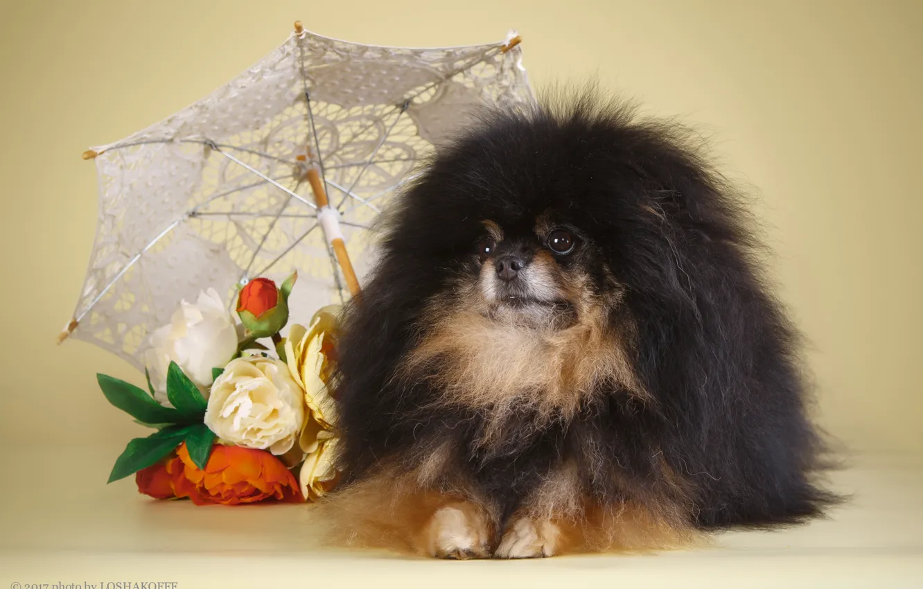 Фото обои цветы, фон, собака, зонт