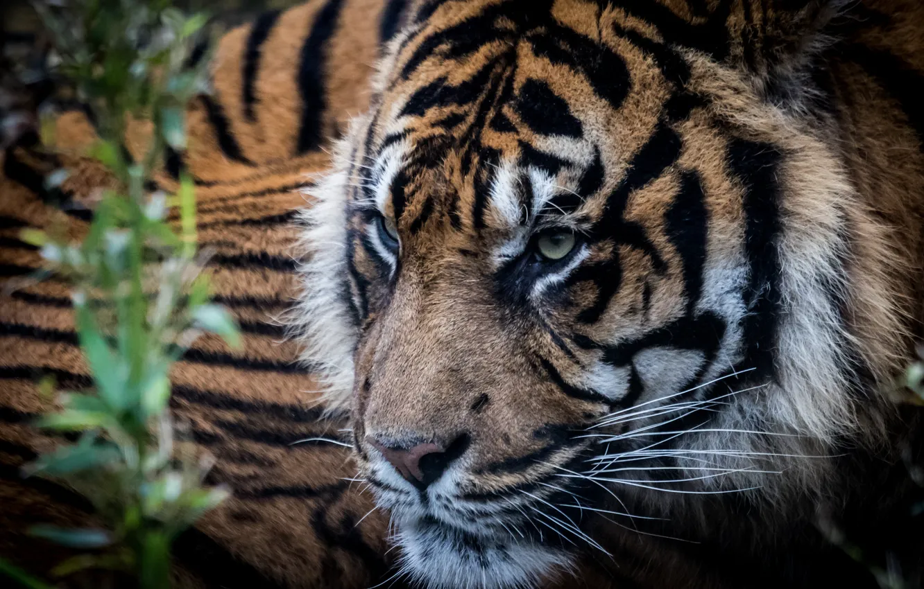 Фото обои взгляд, тигр, фон, хищник