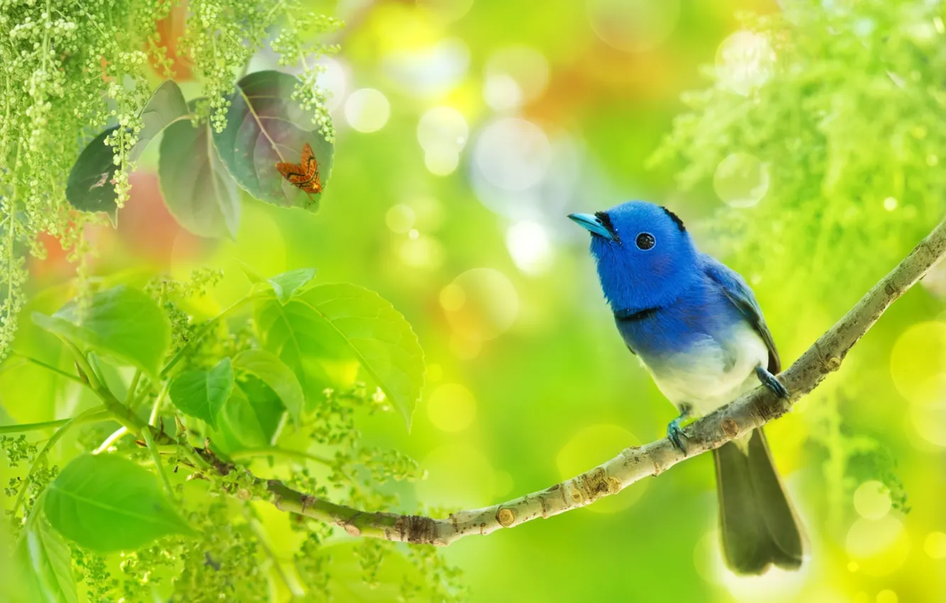 Фото обои листья, тропики, птица, ветка, насекомое, боке, Синий монарх, фуи Чэнь