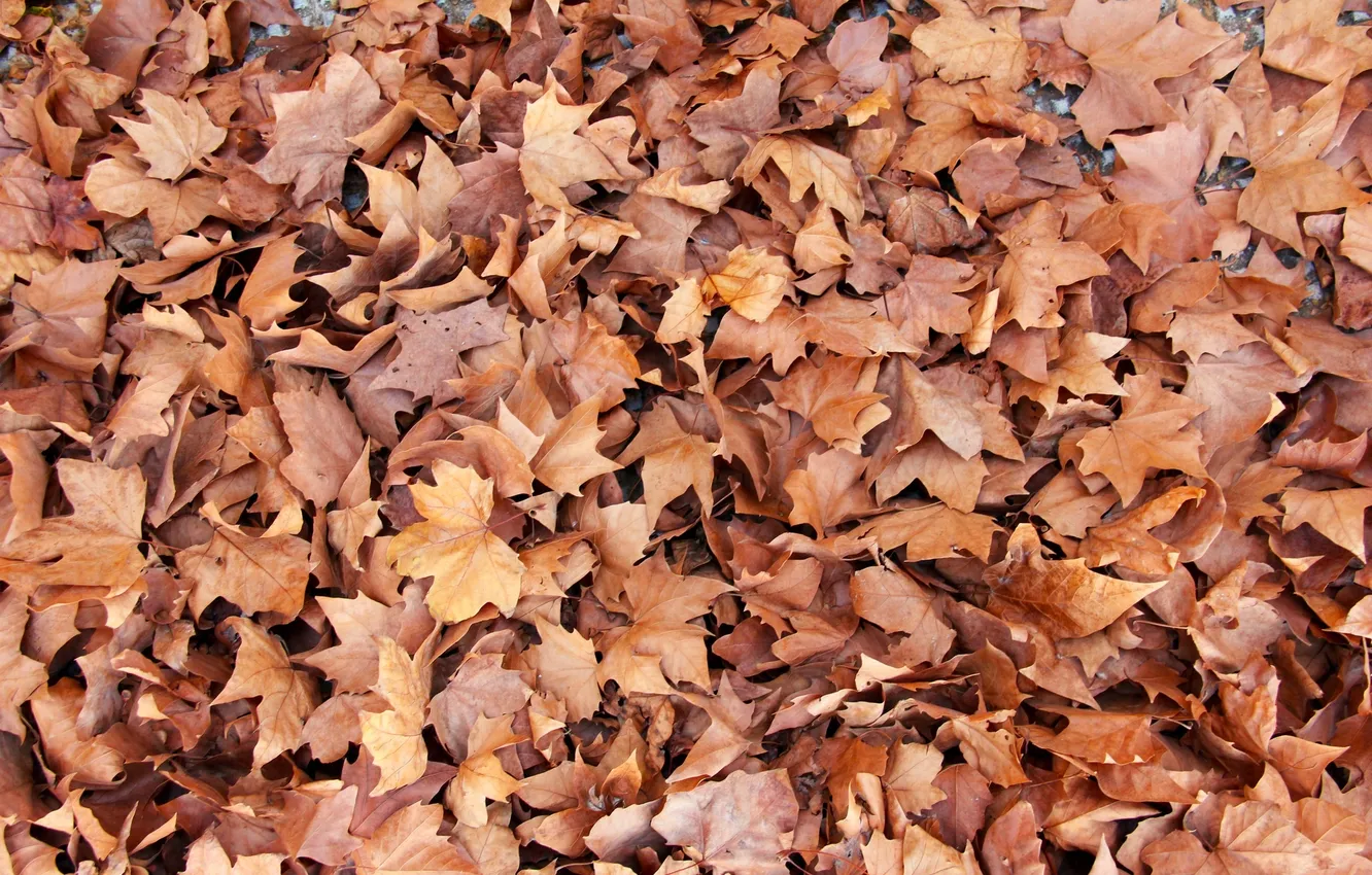 Фото обои осень, листья, клен