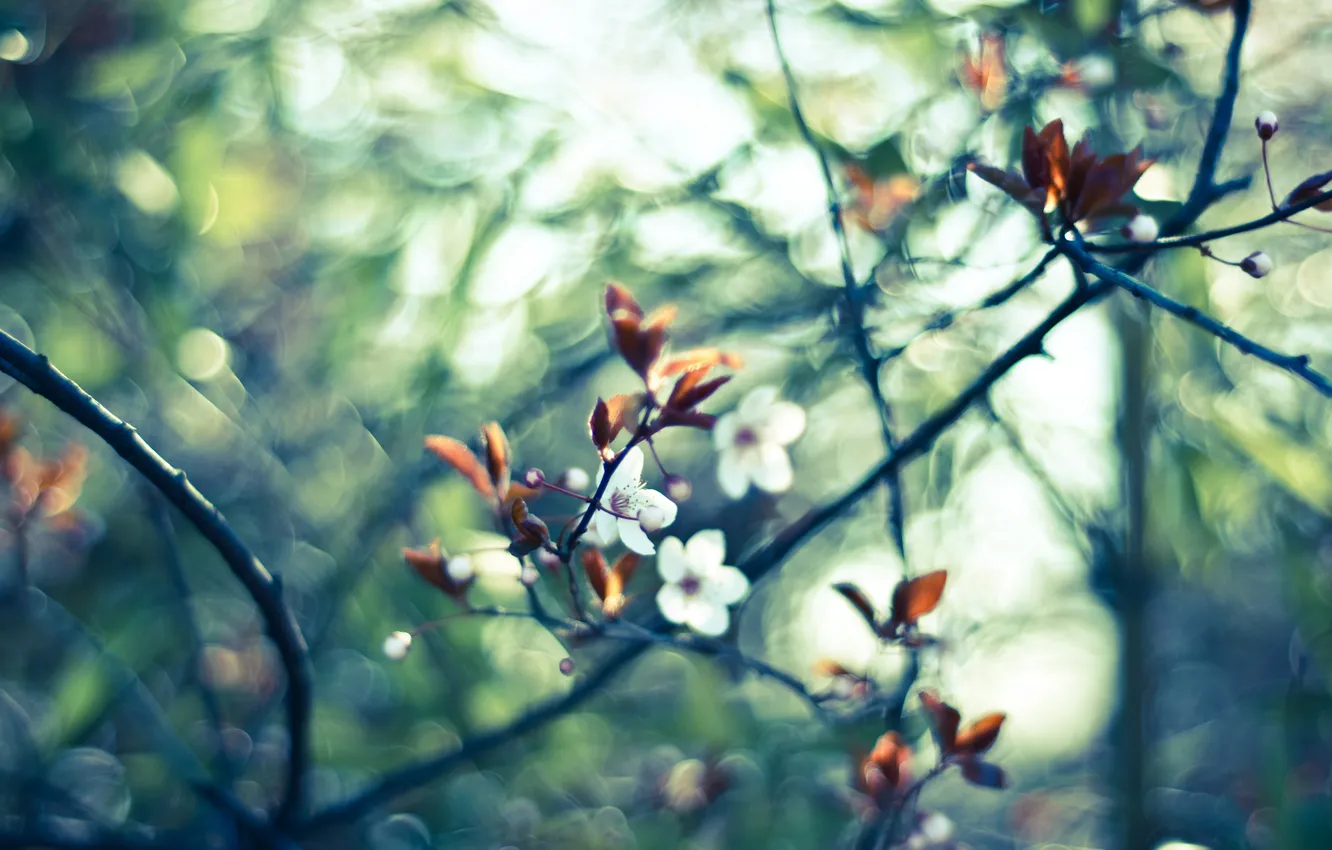 Фото обои макро, цветы, вишня, блики, ветви, весна, размытость, белые