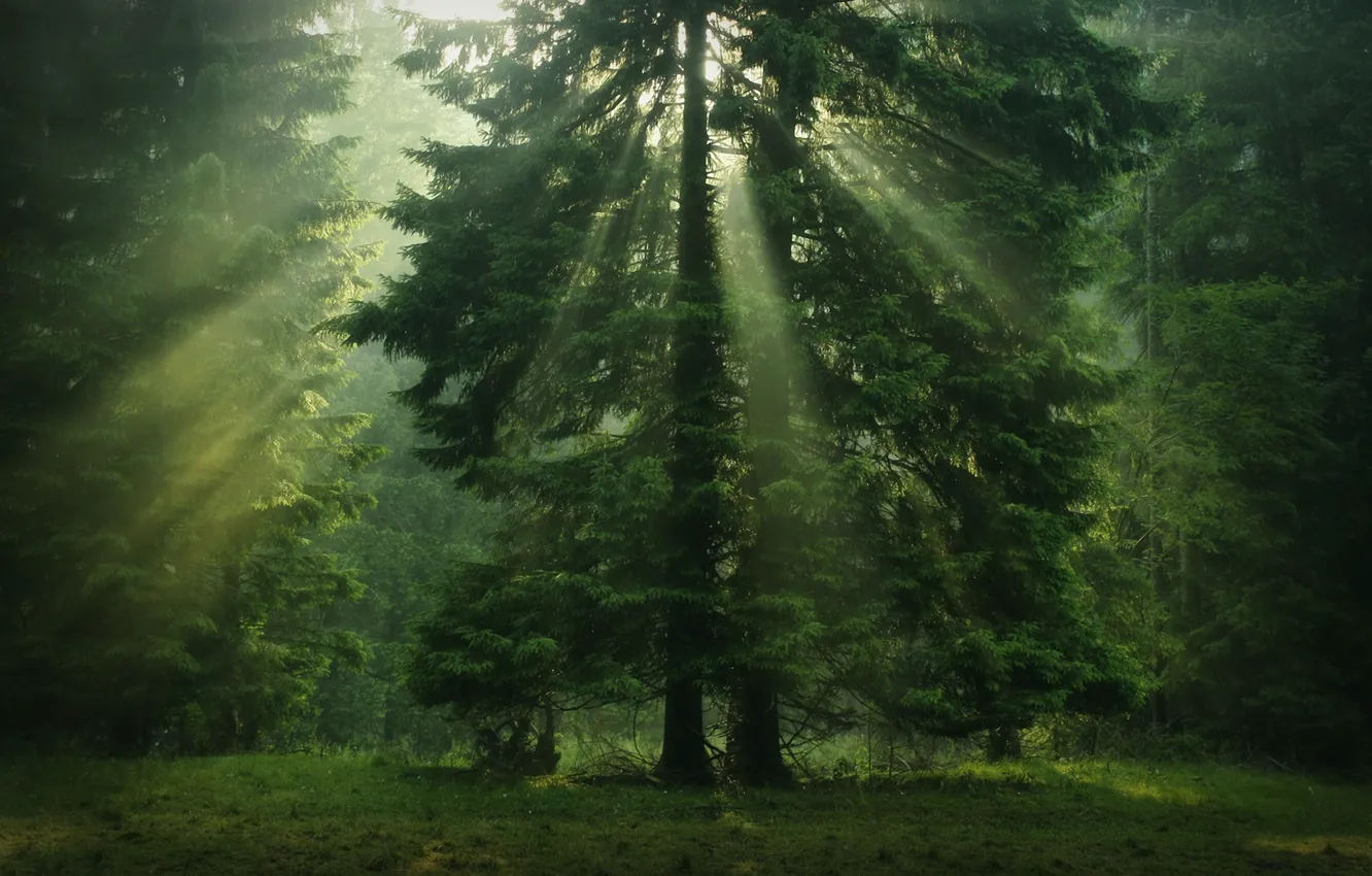 Фото обои зелень, лес, дерево, солнечные лучи, хвойные, крона
