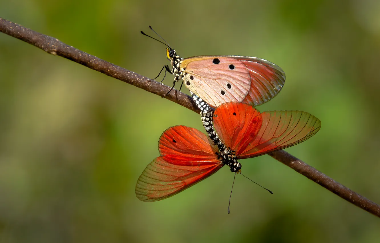 Фото обои макро, бабочки, фон, две, ветка, пара, оранжевые, спаривание