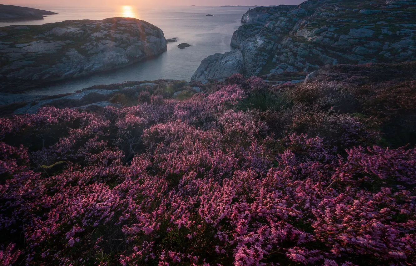 Фото обои море, закат, скалы, побережье, Норвегия, вереск