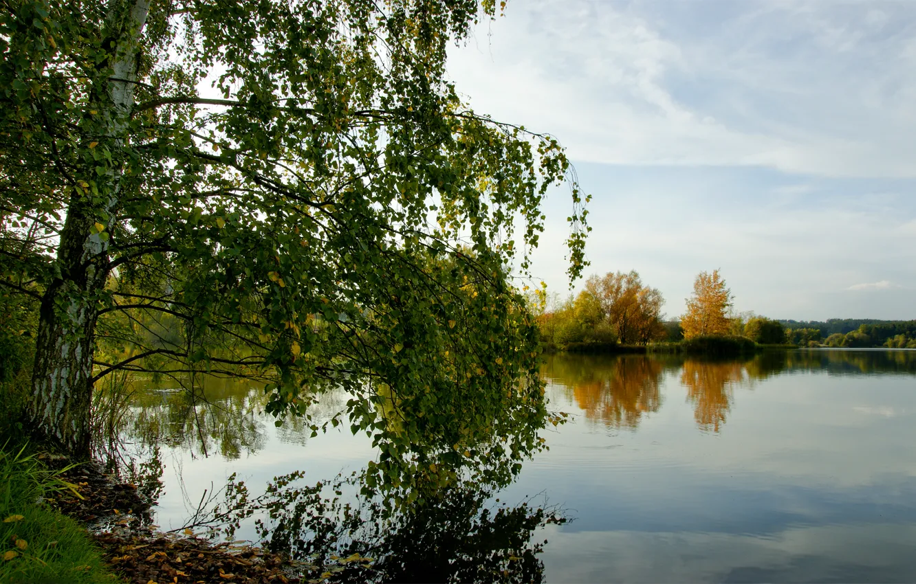 Фото обои осень, лес, озеро, береза