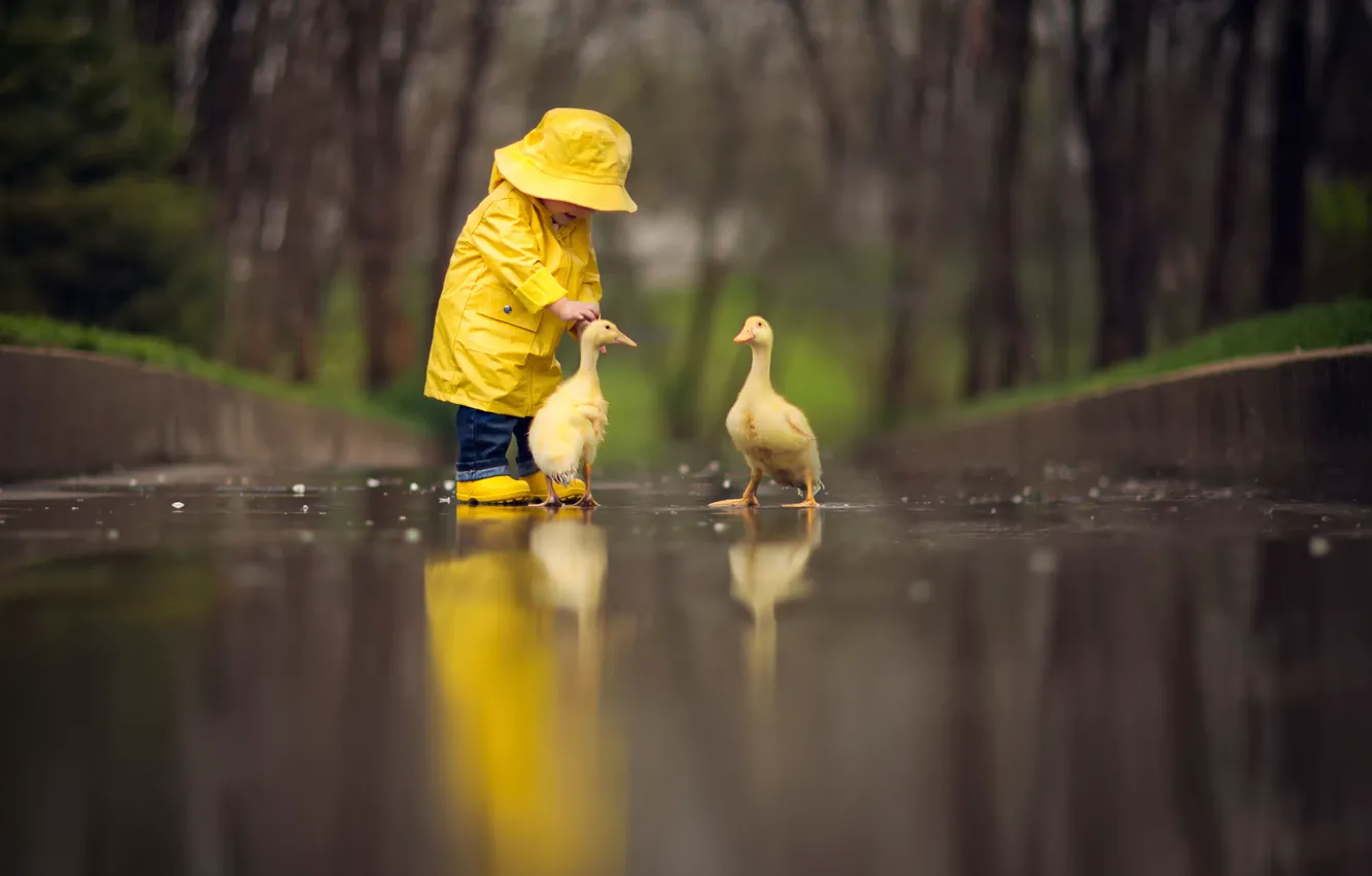Фото обои птицы, отражение, ребёнок, гусята, жёлтый плащ