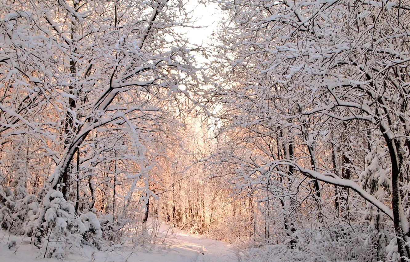 Фото обои зима, снег, деревья