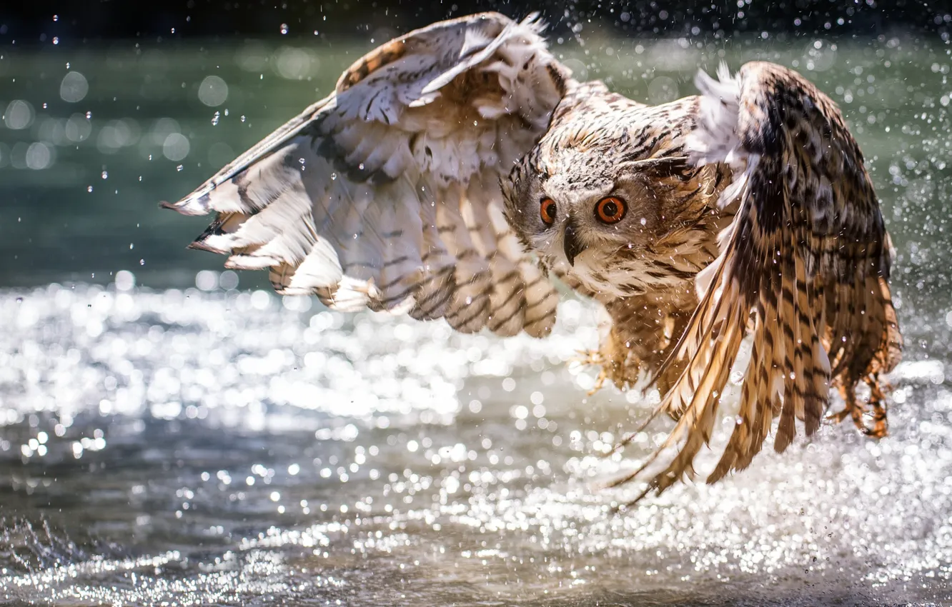 Фото обои вода, сова, крылья, взлёт, боке