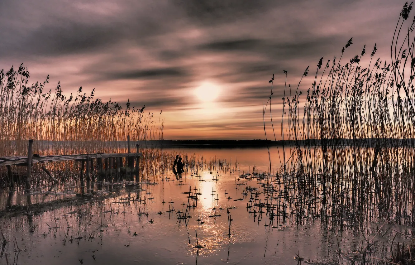 Фото обои закат, камыш, залив, Швеция, Sweden