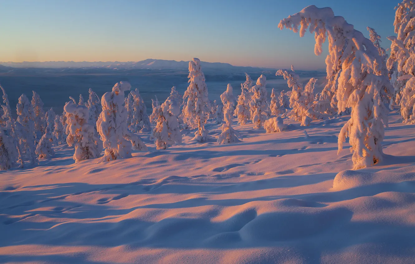 Фото обои зима, снег, деревья, Россия, Якутия, Владимир Рябков