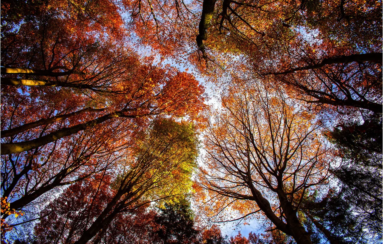 Фото обои осень, листья, деревья, кроны