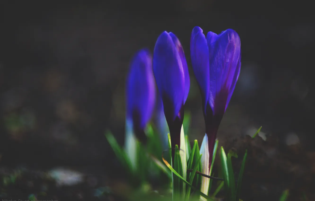 Фото обои фиолетовый, цветы, зеленый, земля, три, Крокусы
