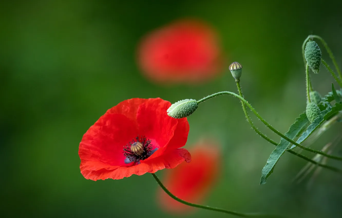 Фото обои красный, мак, бутоны