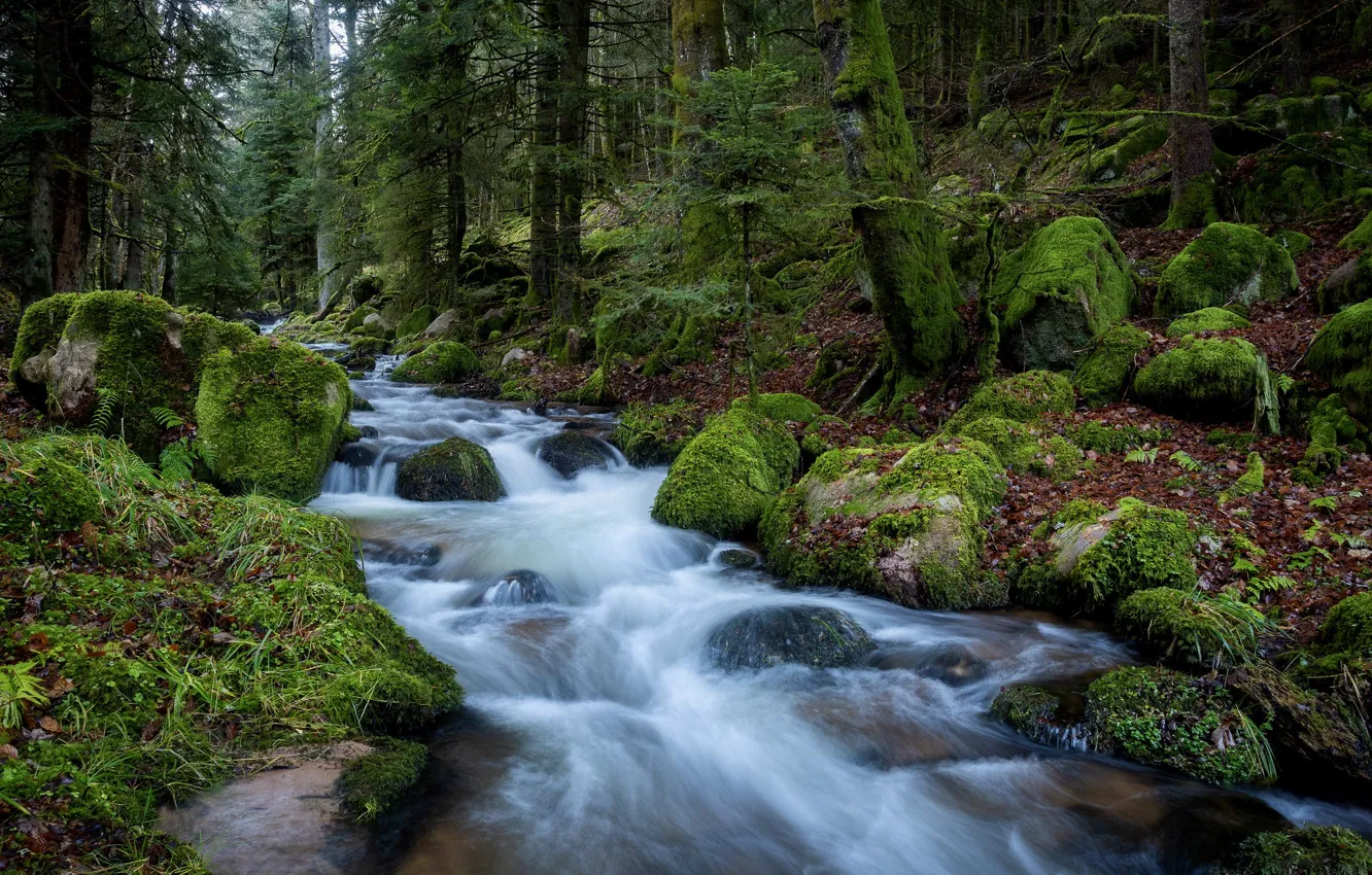 Фото обои лес, вода, деревья, природа, ручей, камни, мох
