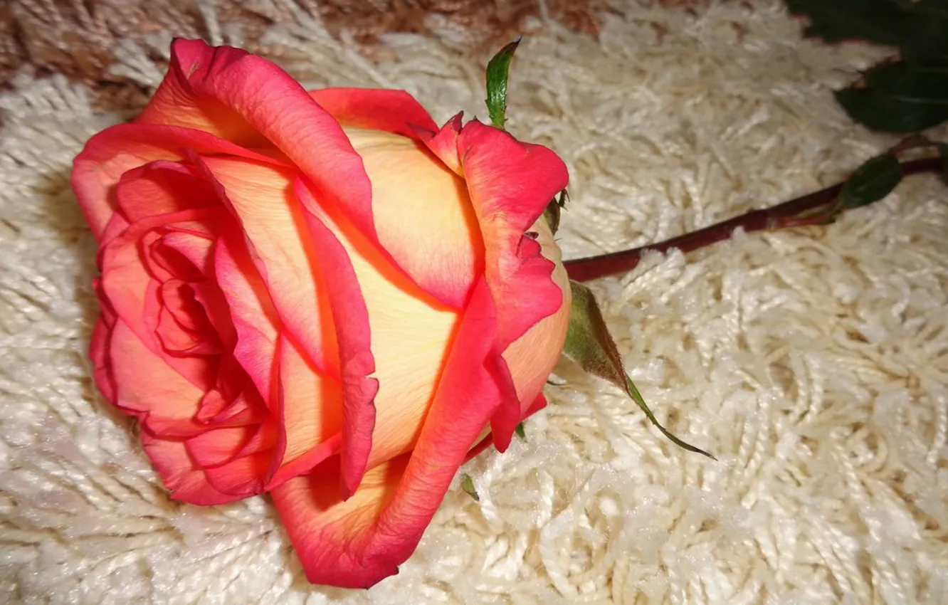 Фото обои цветы, роза, красота, авторское фото Елена Аникина
