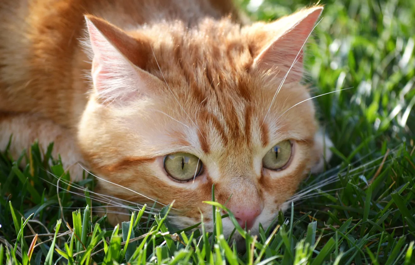 Фото обои в траве, рыжий кот, притаился