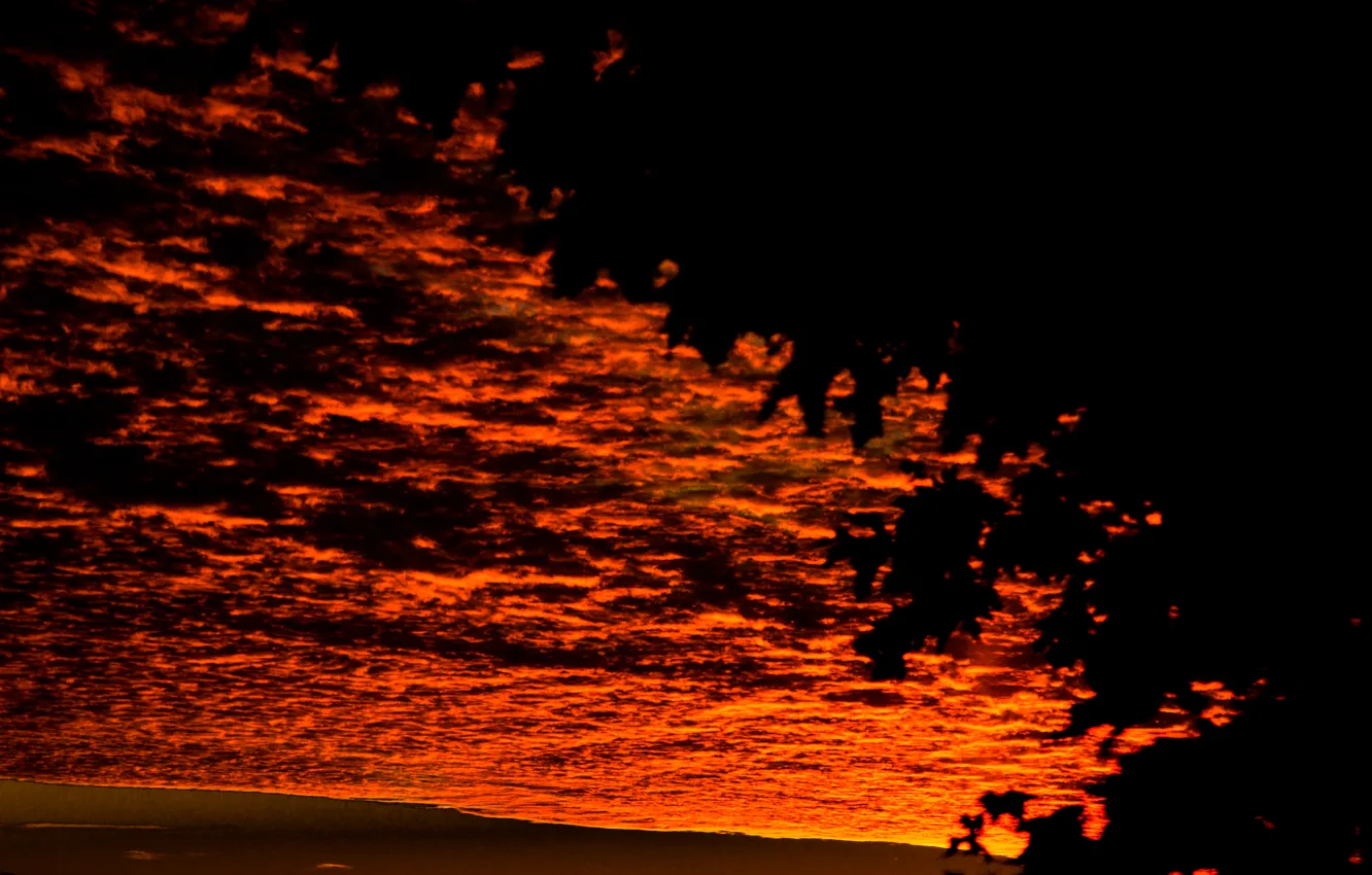 Фото обои sky, sunset, autumn, view, clouds, leaves, tree, gloomy