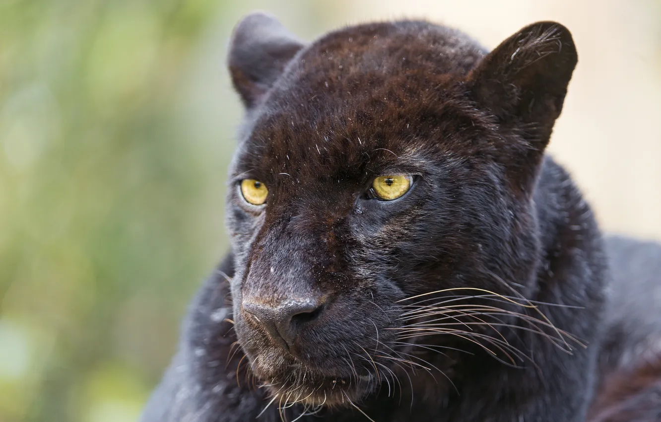Фото обои кошка, морда, пантера, черный леопард, ©Tambako The Jaguar