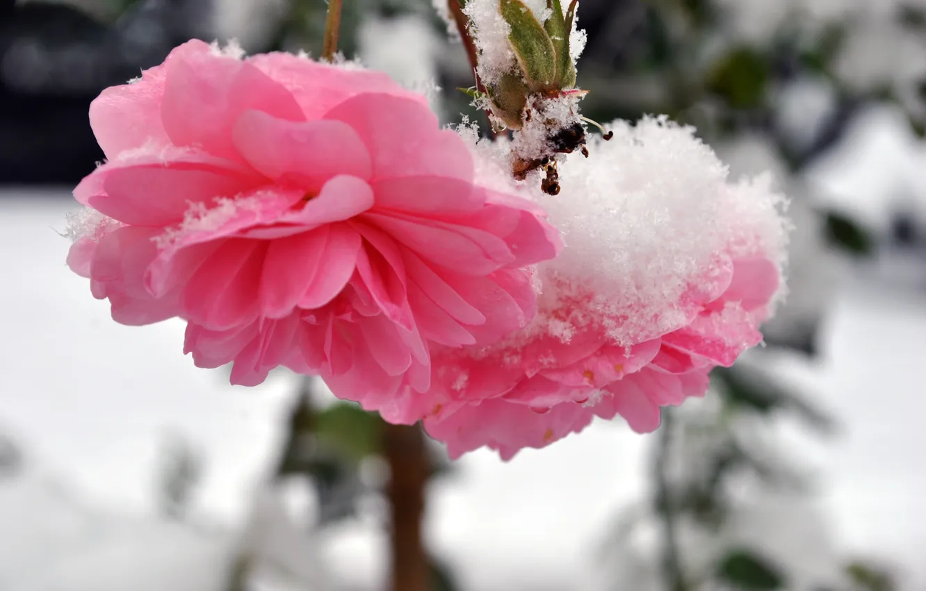 Фото обои холод, зима, снег, цветы, розы, лепестки, стебель
