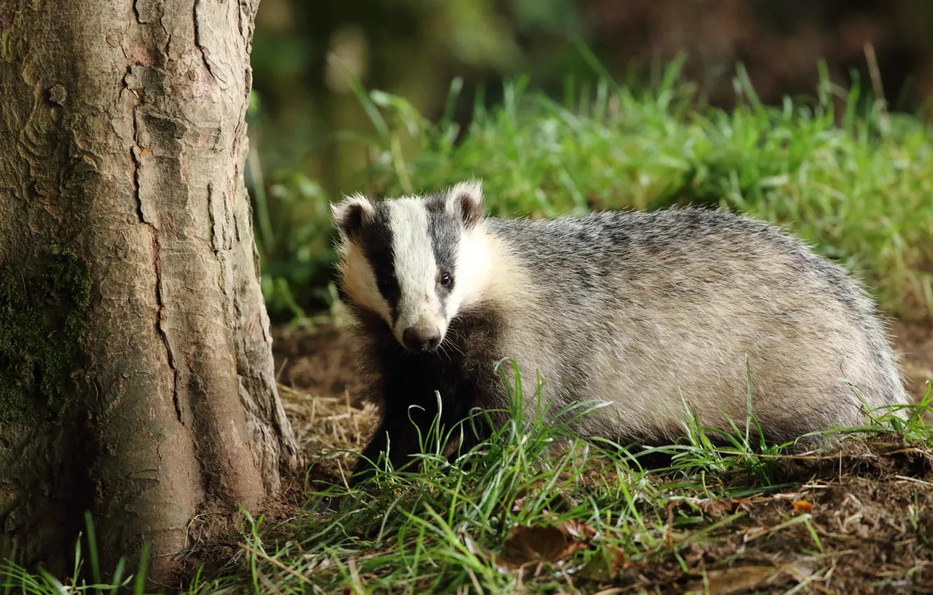 Фото обои лето, трава, деревья, природа, барсук