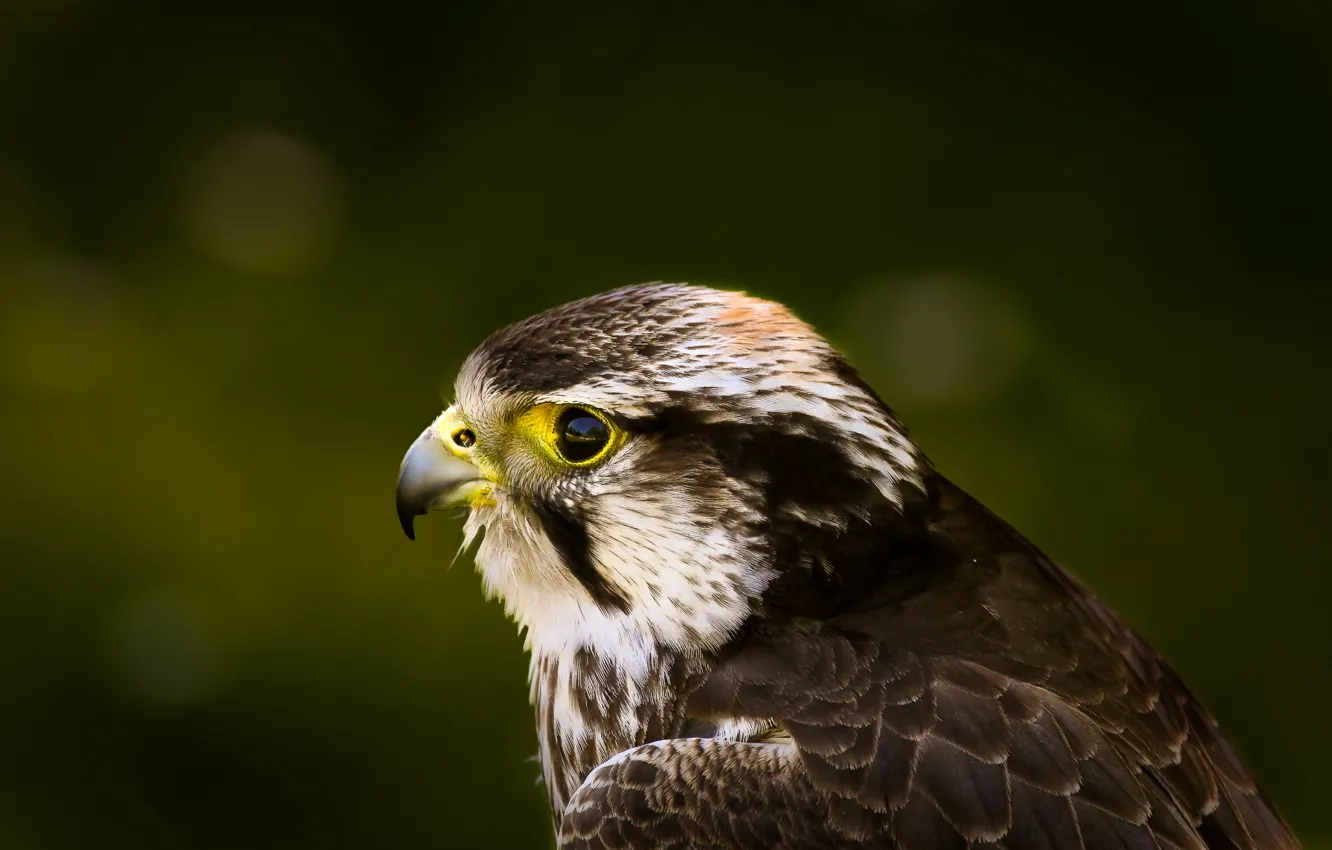 Фото обои взгляд, зеленый, блики, фон, птица, профиль, ястреб, Hawk