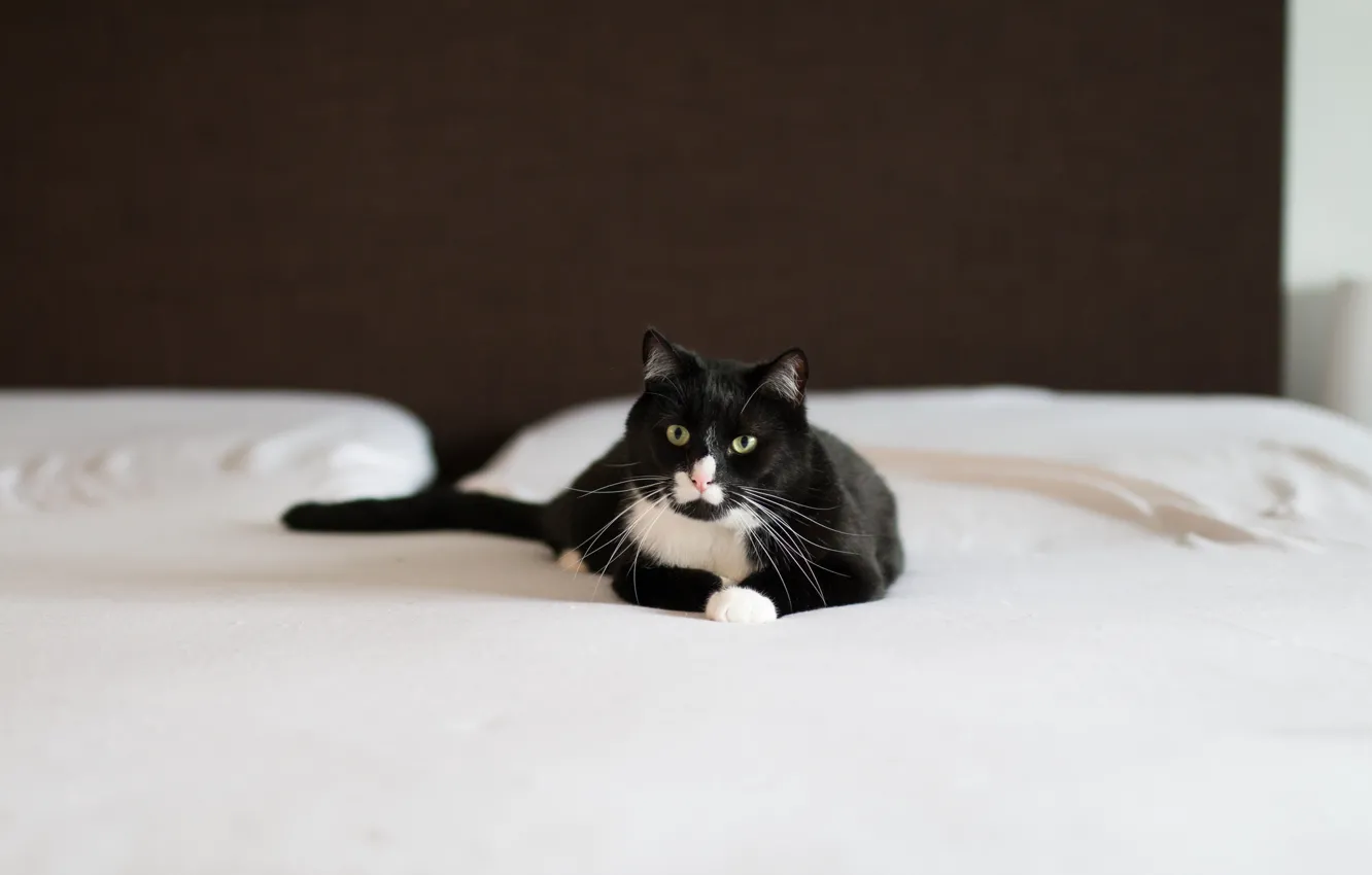 Фото обои кот, черно-белый, лежит