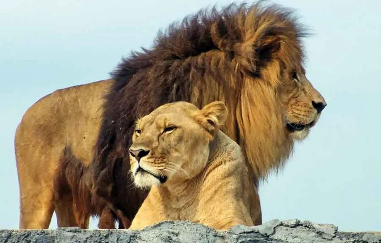 Фото обои lions, animal, wildlife, big cats, Leo and Lioness