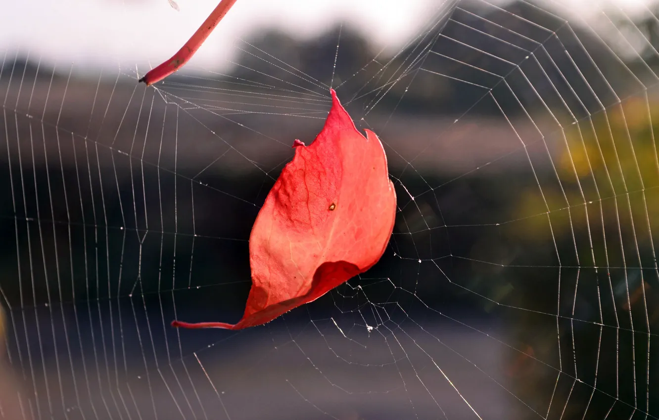 Фото обои осень, лист, паутина