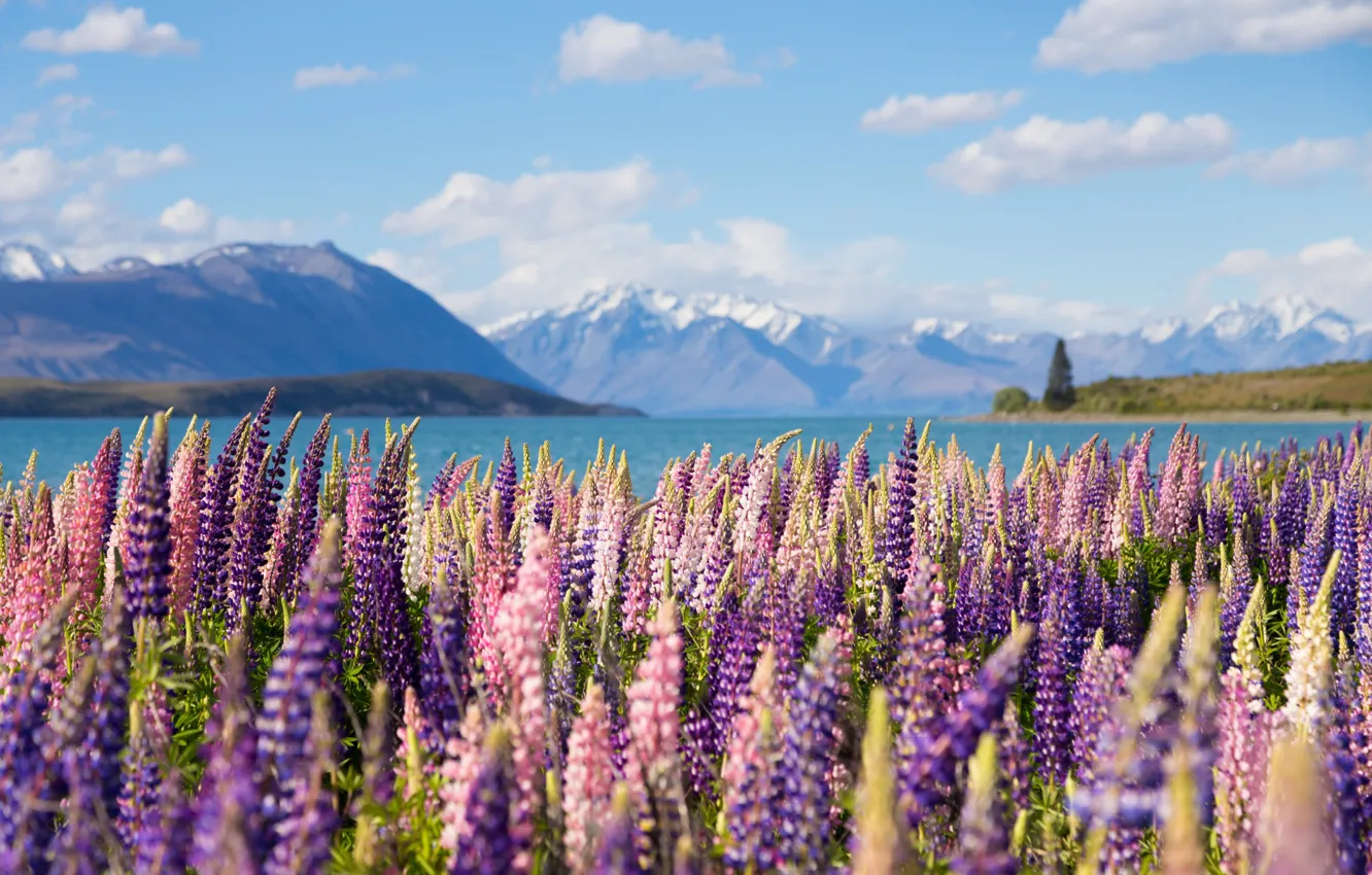 Фото обои горы, озеро, Новая Зеландия, люпин