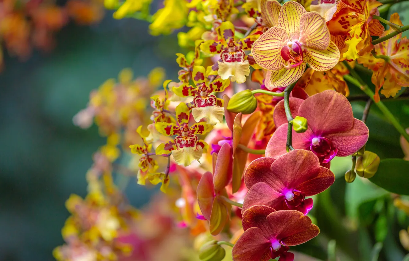Фото обои ветки, орхидеи, экзотика