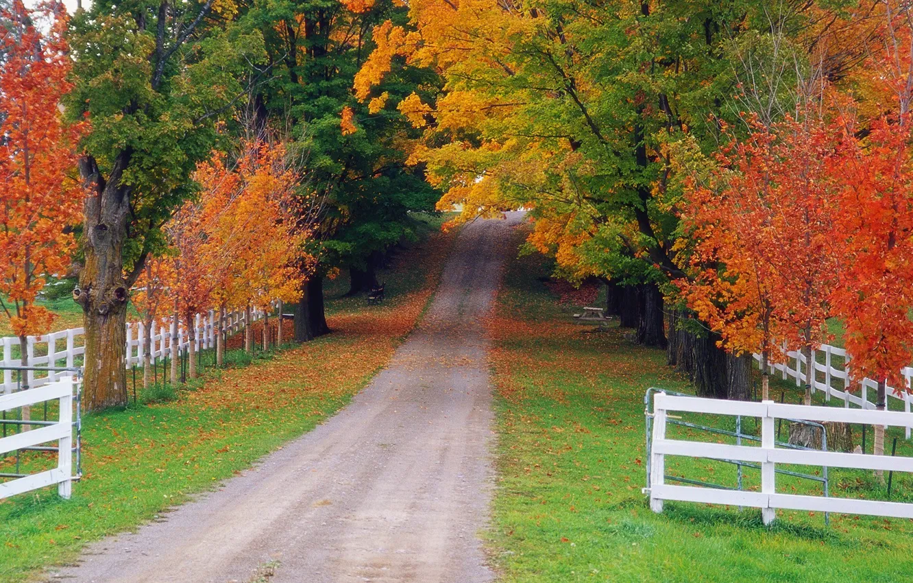 Фото обои дорога, осень, лес, забор, Природа
