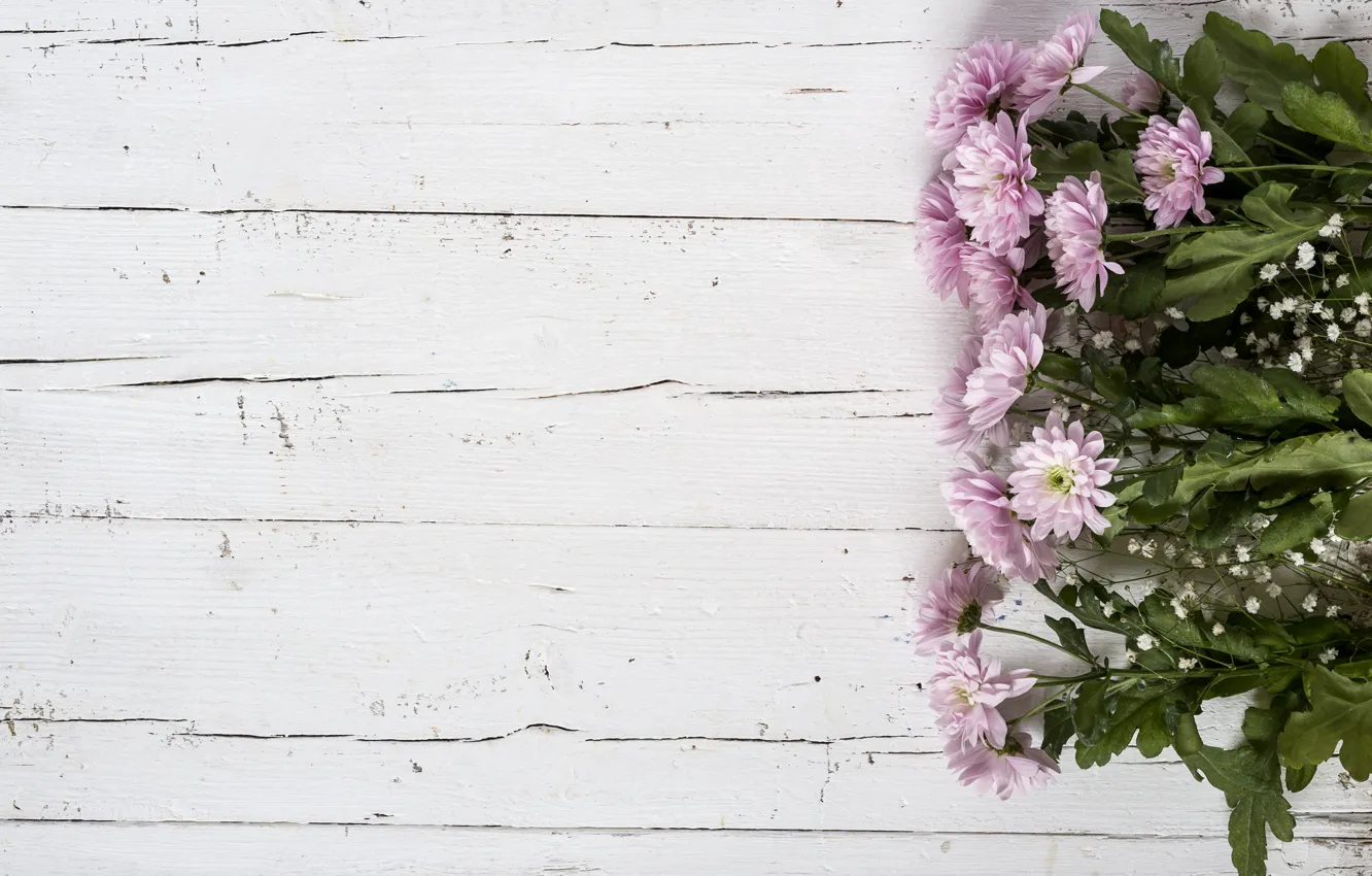 Фото обои цветы, фон, розовые, хризантемы, wood, pink, flowers, violet