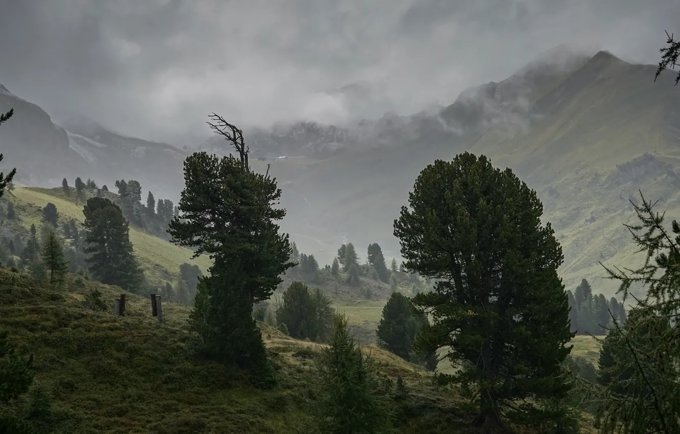 Фото обои деревья, горы, туман, пасмурно, листва, склоны