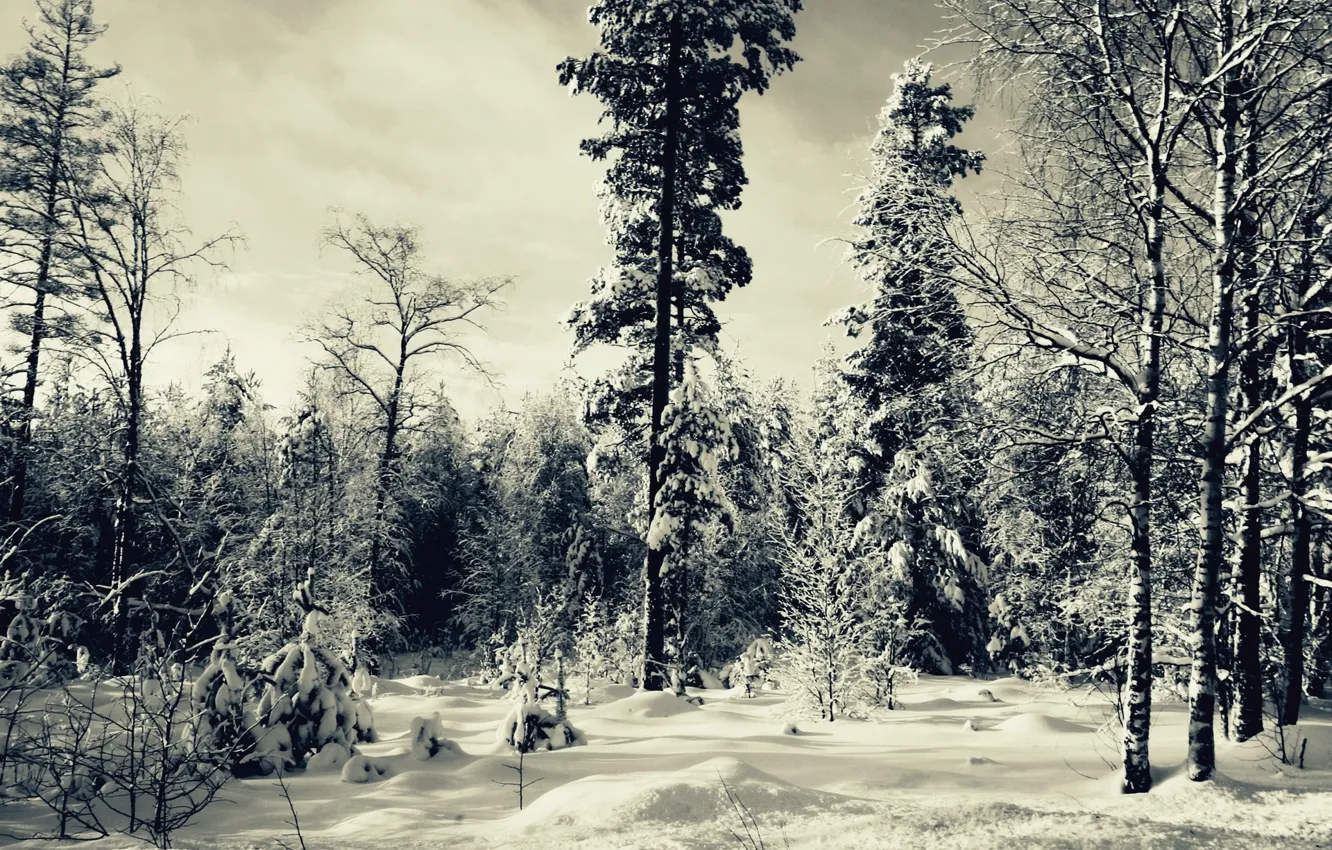 Фото обои лес, снег, деревья, Зима, ёлки, Winter