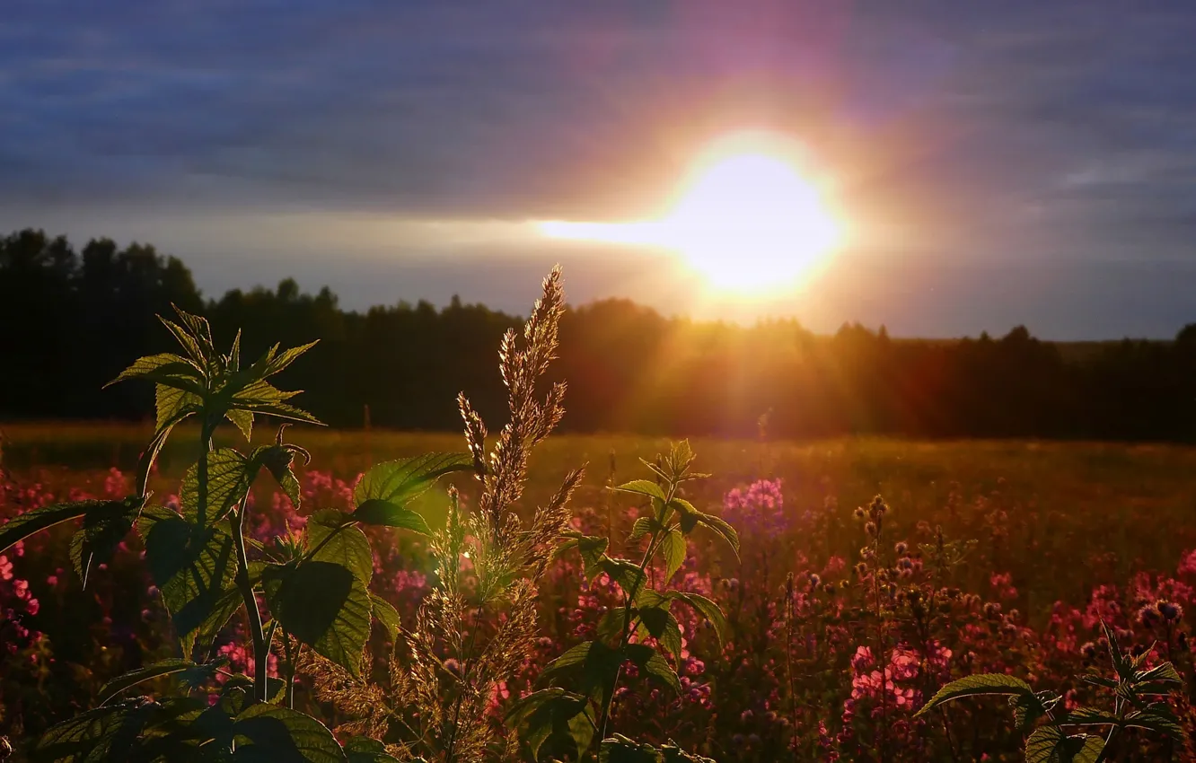 Фото обои поле, небо, солнце, закат, цветы