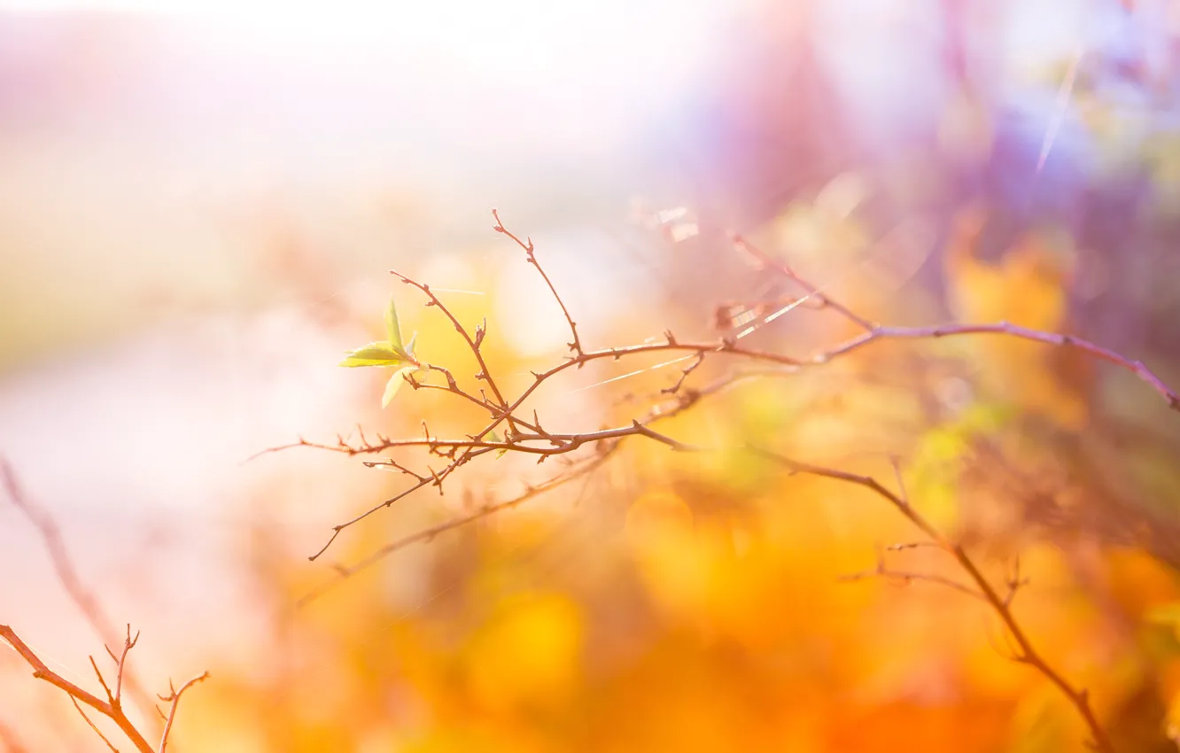 Фото обои осень, ветвь, Abstract, Autumn, листики, Colors