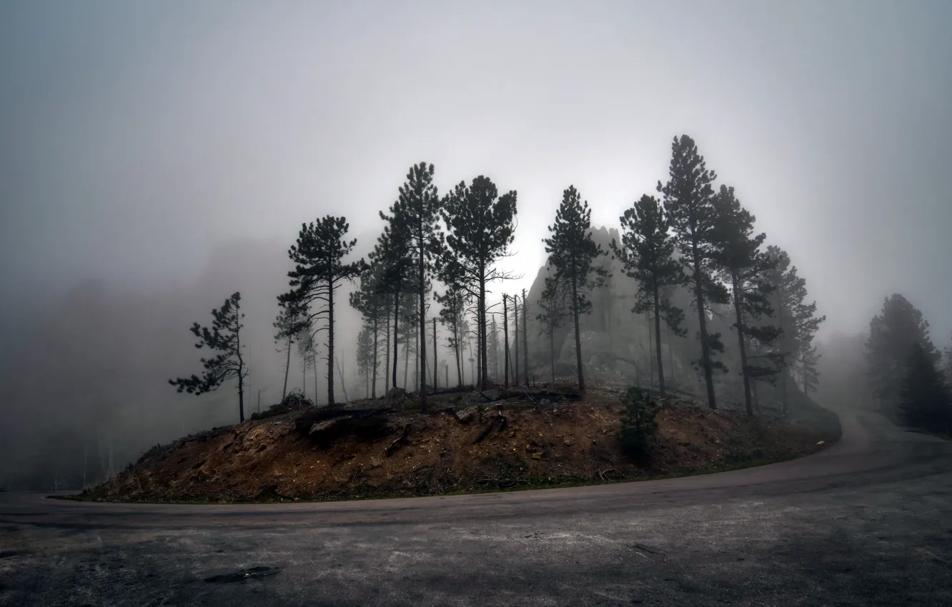 Фото обои дорога, деревья, пейзаж, туман