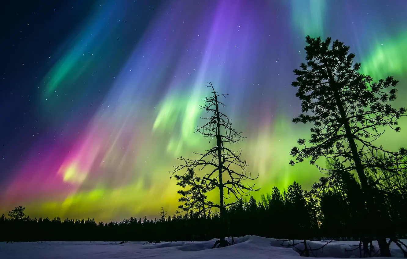 Фото обои зима, лес, небо, звезды, снег, деревья, ночь, северное сияние