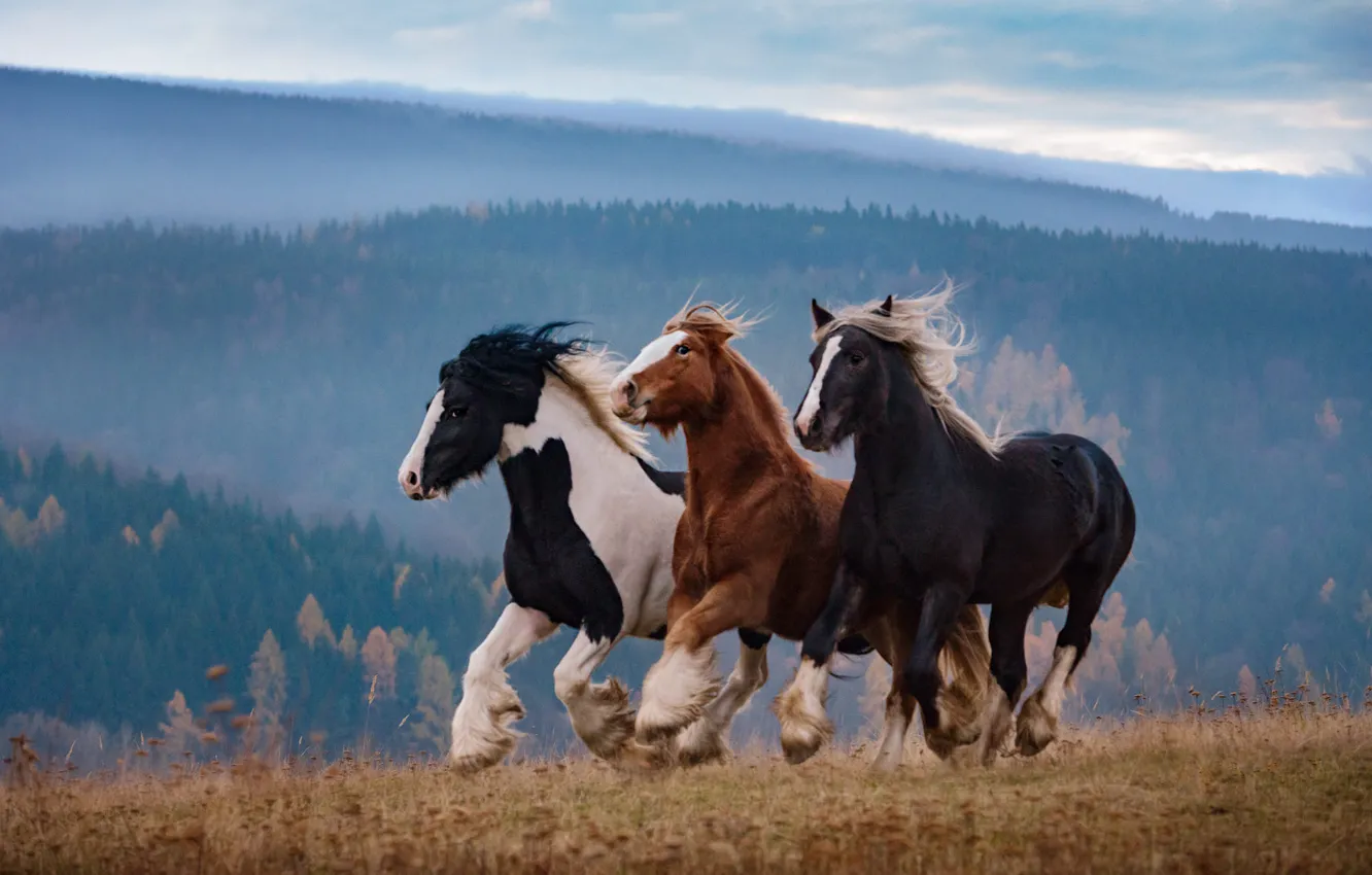 Фото обои поле, лес, взгляд, природа, конь, лошадь, кони, лошади