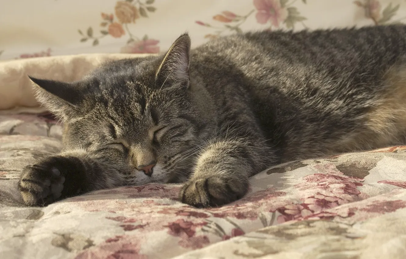 Фото обои кошка, кот, сон, одеяло