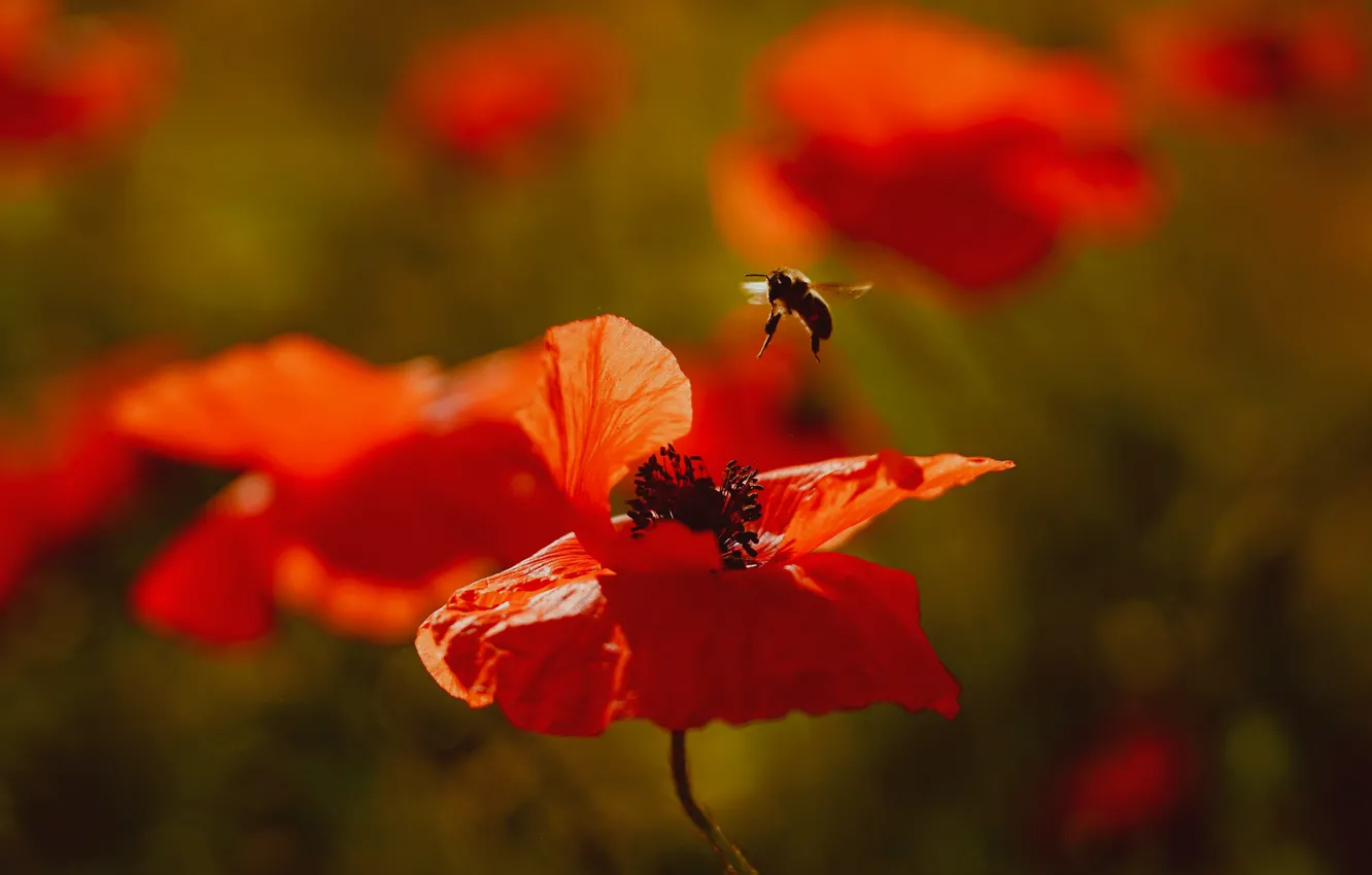 Фото обои цветы, пчела, маки, красные, насекомое