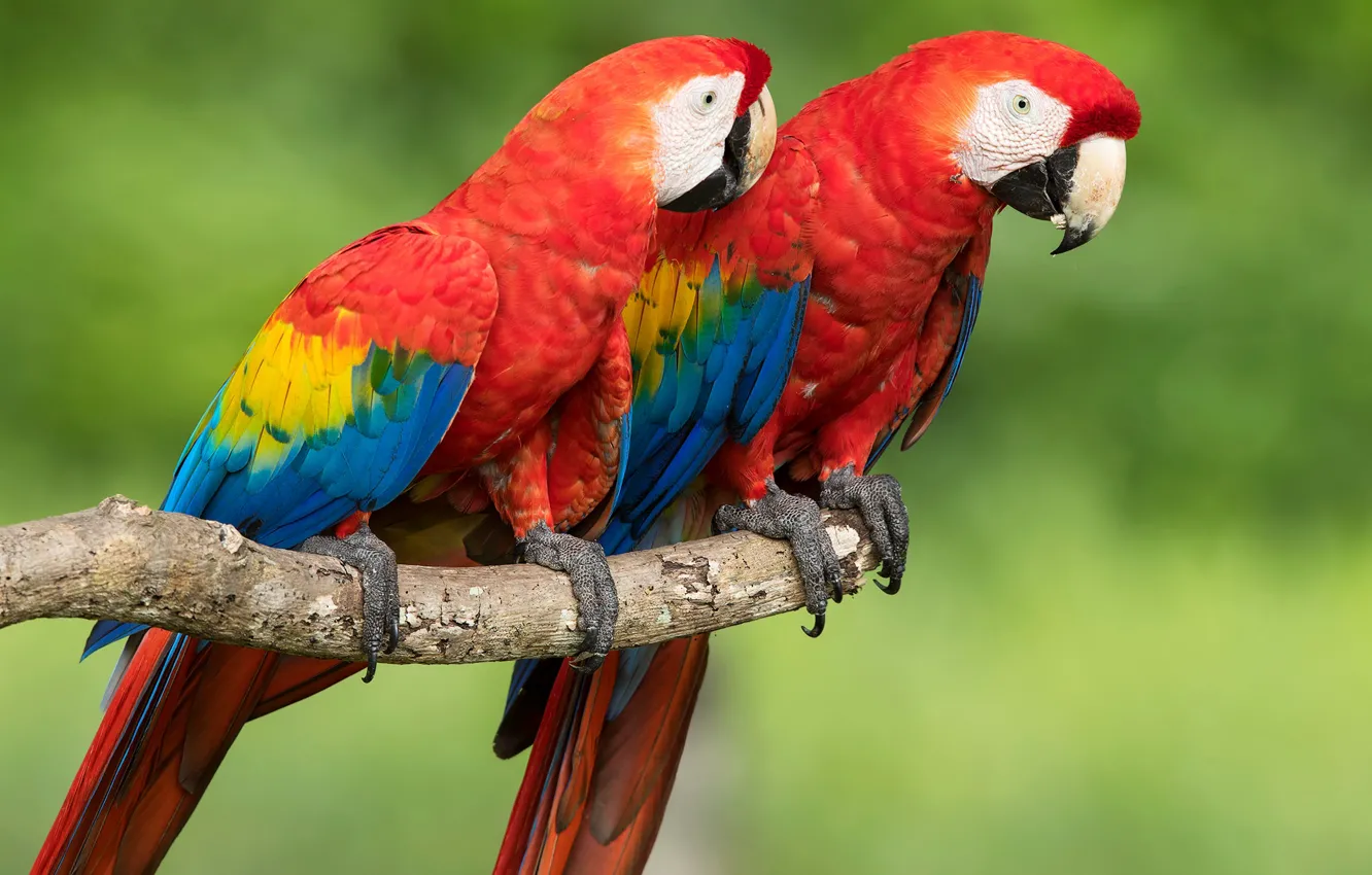Фото обои птицы, фон, попугаи, парочка, боке, Красный ара