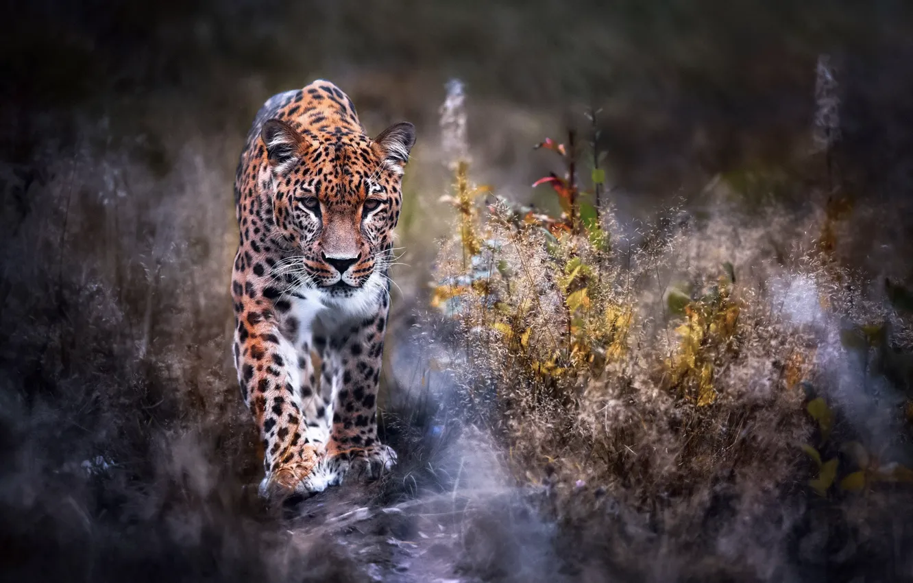Фото обои природа, Леопард, прогулка, большая кошка, Leopard, Panthera pardus
