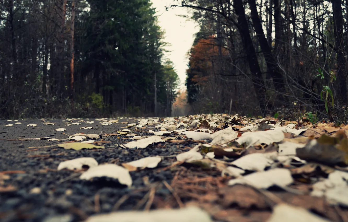 Фото обои дорога, лес, туман, листва, Осень