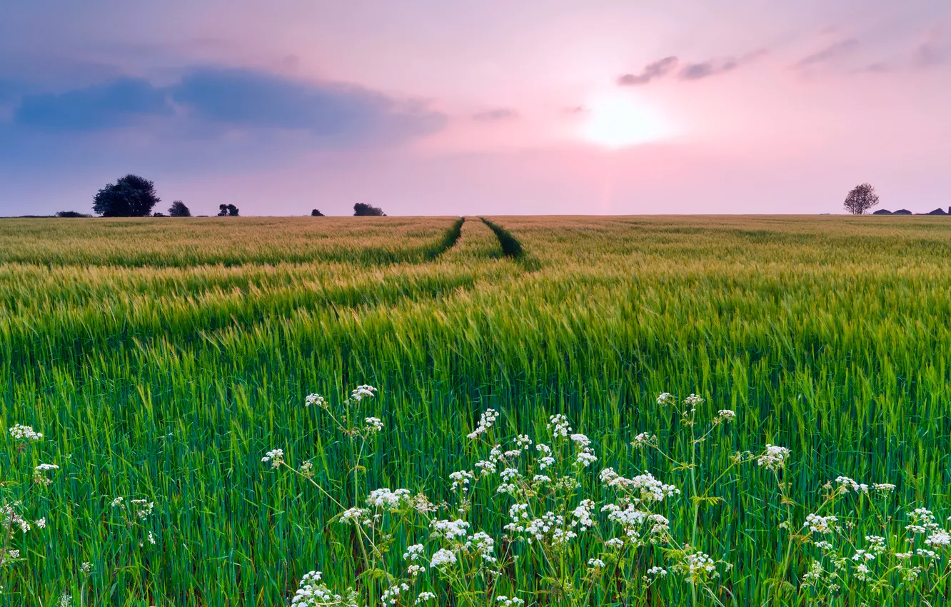 Фото обои поле, лето, небо, трава, облака, цветы, природа, вечер