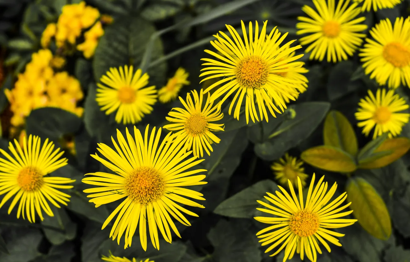 Фото обои цветы, flower, боке, flora