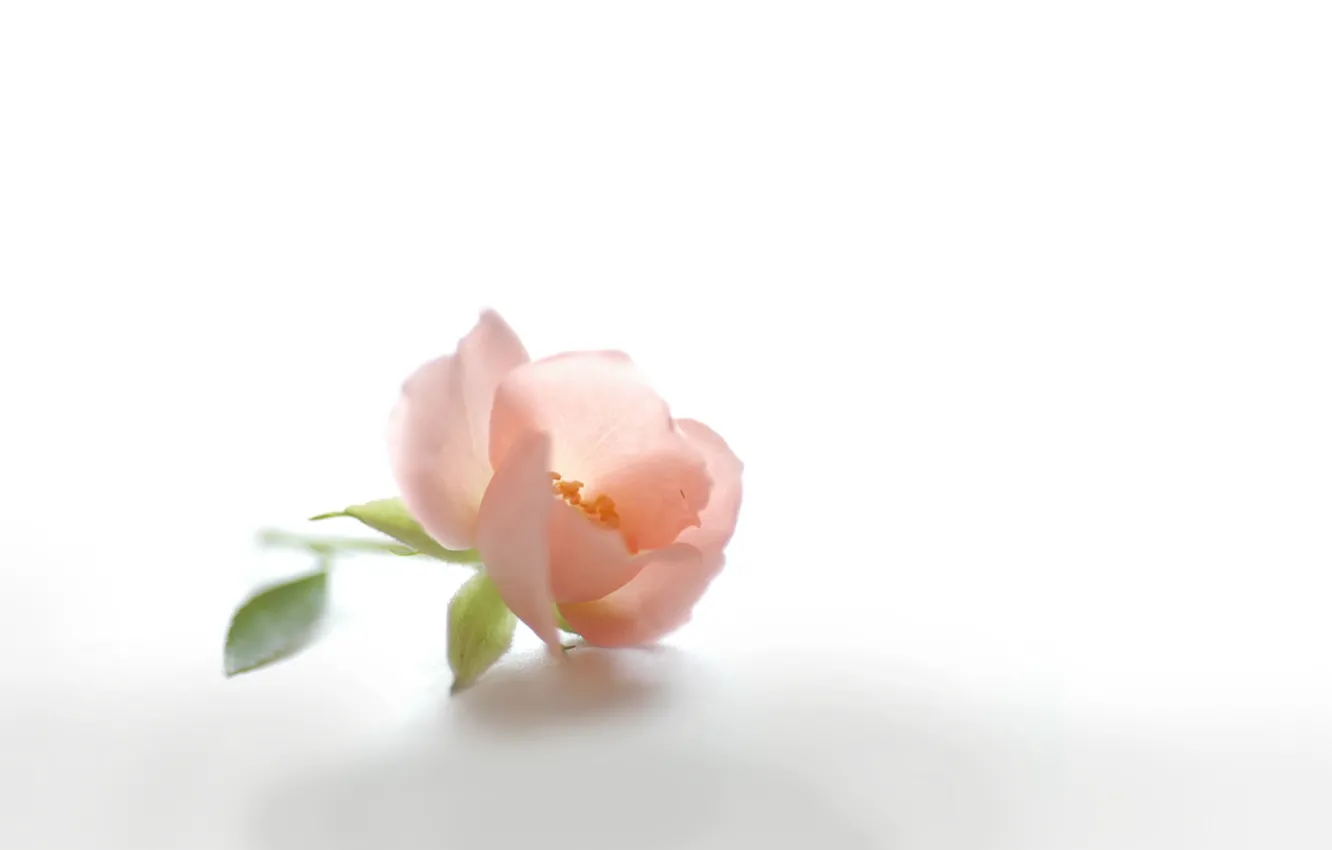 Фото обои цветок, розовый, нежность, лепестки, бутон, шиповник